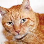 Pet of the Week